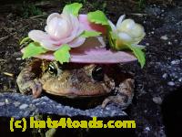 /home//u458753944/public_html/sourcegallery///////Roxborough Toad Detour/2021/2021-03-26/P3260025.JPG